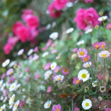 Bed & Breakfast La Maison De Petit Thomas *